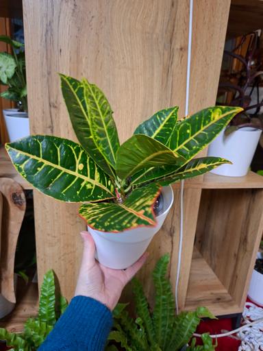 Croton variegata "Petra"