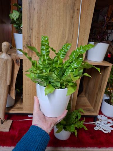 Asplenium nidus "crispy wave"