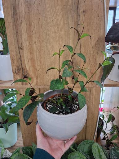 Aeschynanthus marmoratus