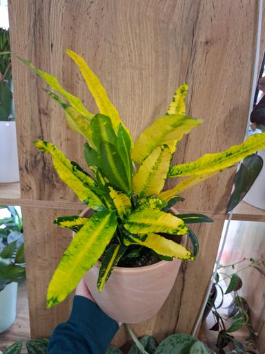 Croton "Sunny Star"
