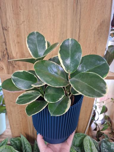 Hoya Australis "Blondie"