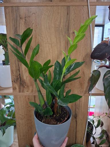 Zamioculcas zamiifolia