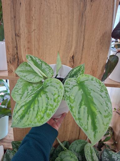 Scindapsus pictus "trebie"