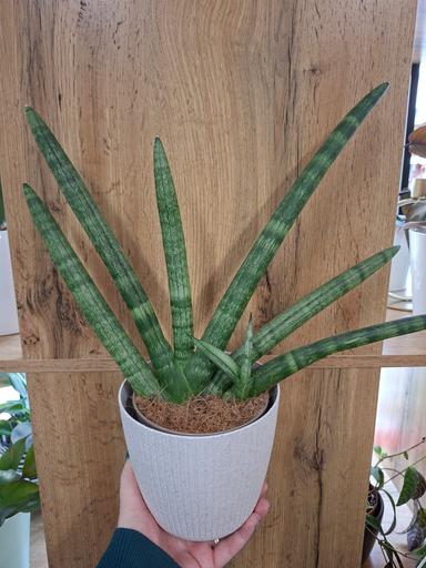 Sansevieria cylindrica