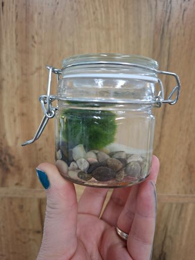 Řasokoule ve sklenici