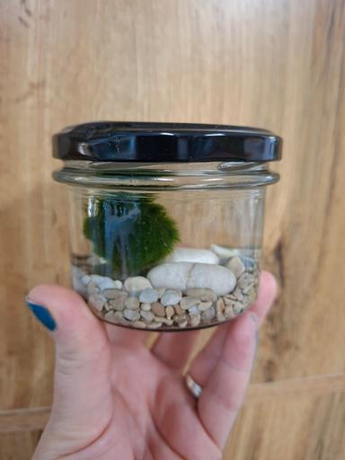 Řasokoule v zavařovačce