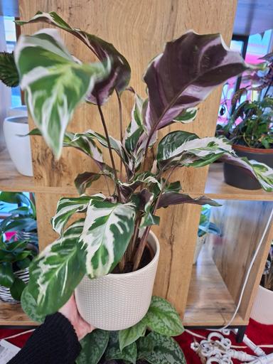 Calathea "white fusion"