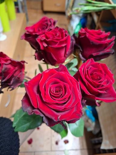 Červené růže Explorer